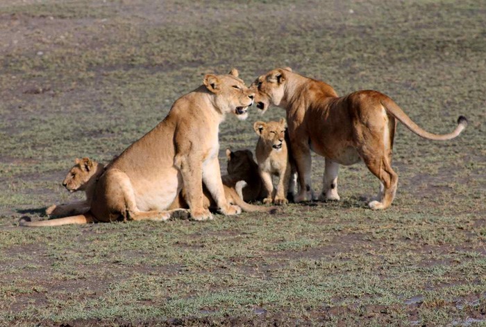tarangire national park