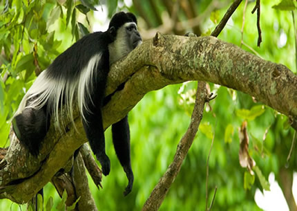 black and white colabas monking