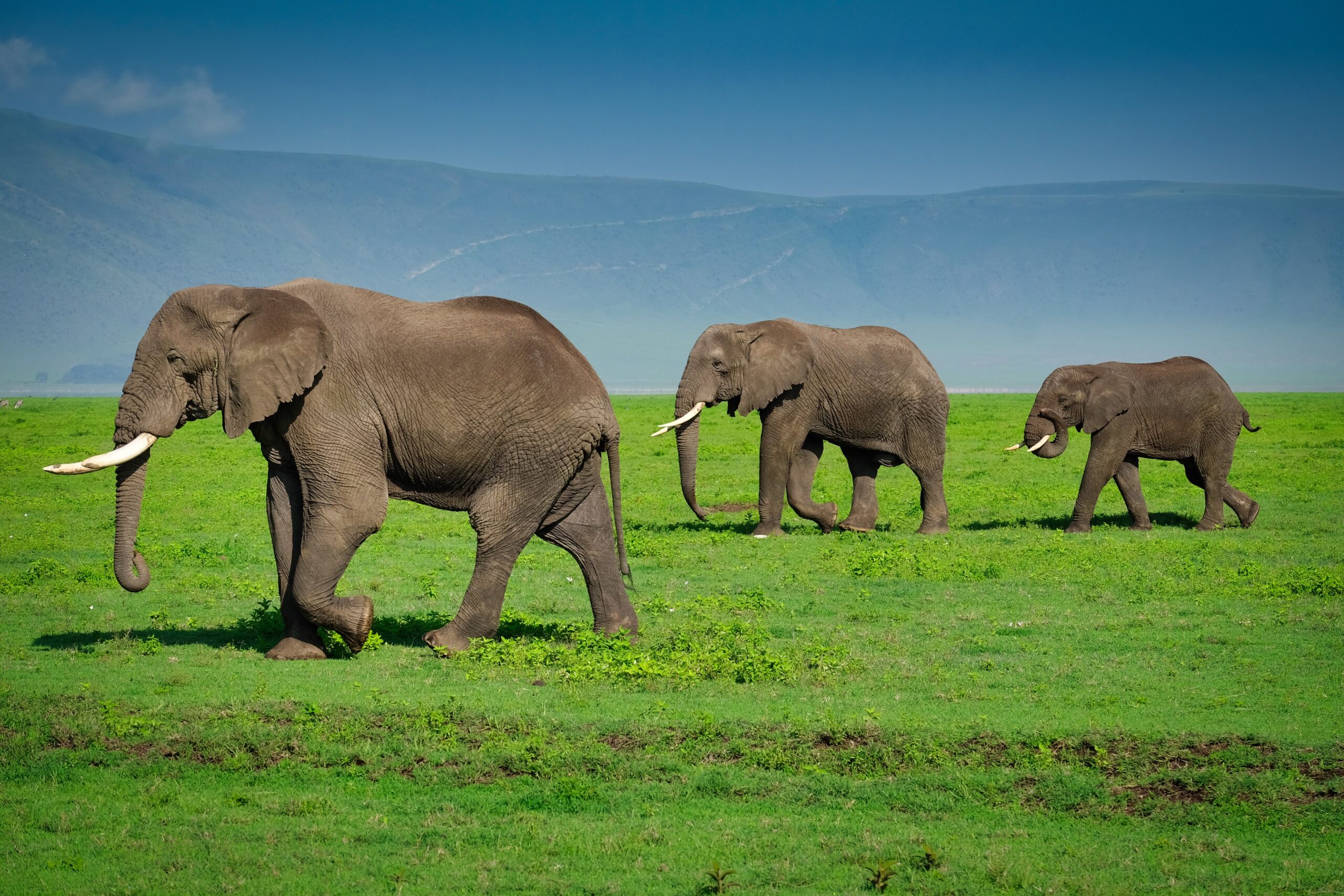Ngorongoro Conservation Area