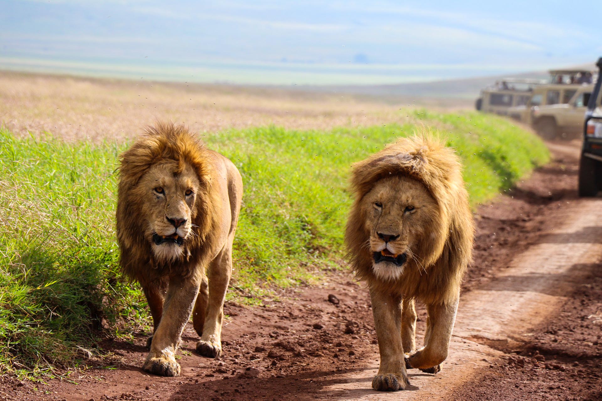 Ngorongoro Conservation Area