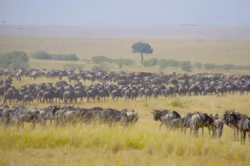 Serengeti wildebeest Safari