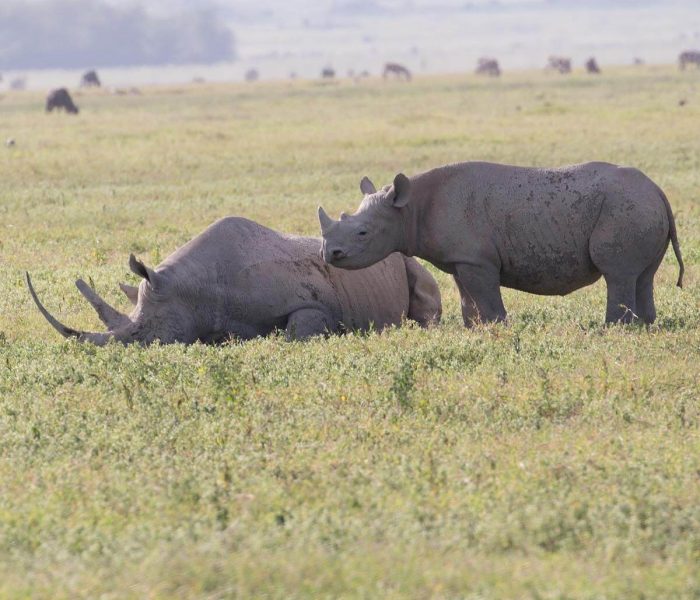 7-Day Big 5 Tanzania Safari