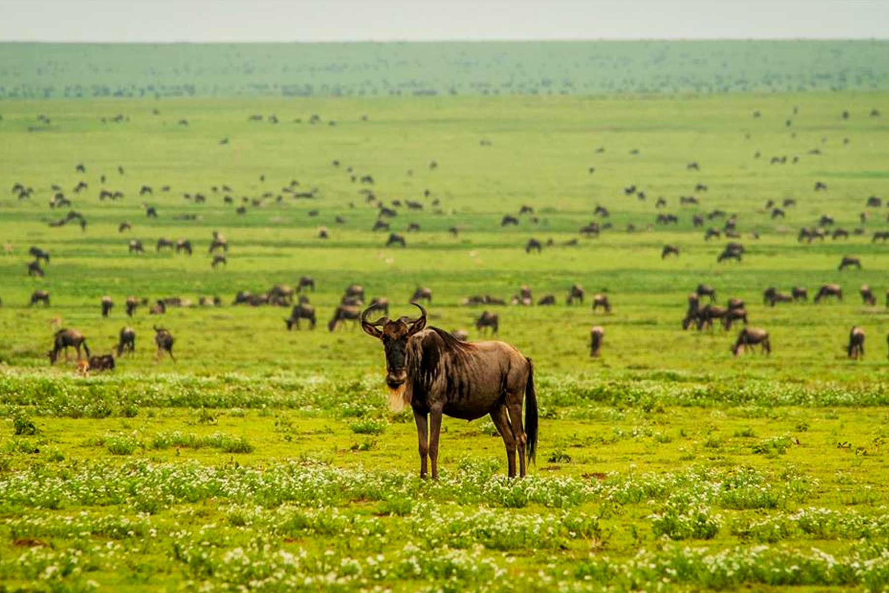 4-Day Ultimate Tanzania Adventure