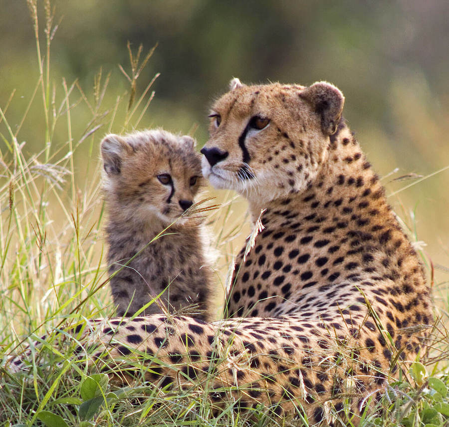 3-Day Serengeti & Ngorongoro Safari