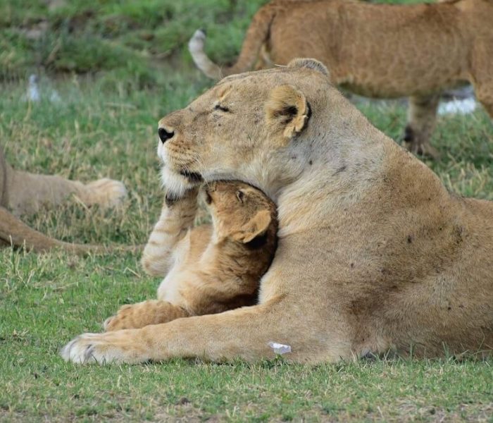 4-Day Manyara, Serengeti & Ngorongoro