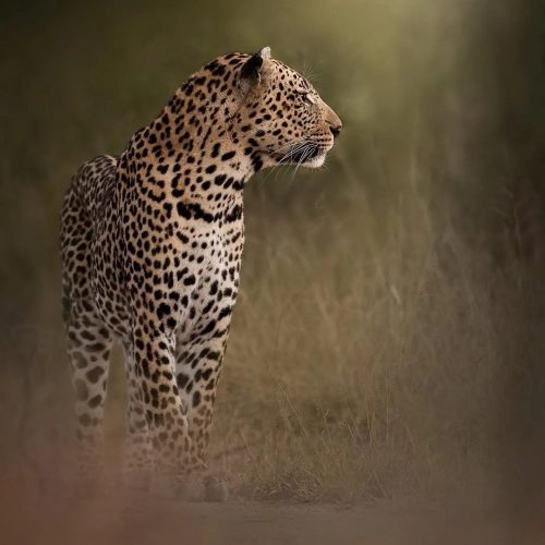 Spots Spots