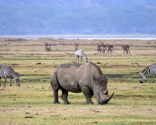 Wildife-In-Ngorongoro