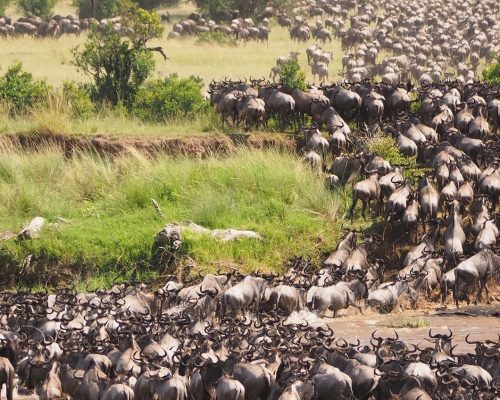 wildebeest-migration-serengeti-e1657616343755